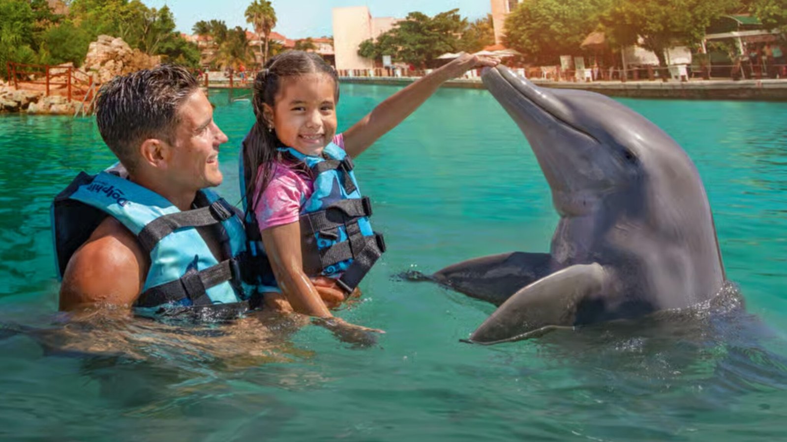 Dolphins in the Marina Make Life Special